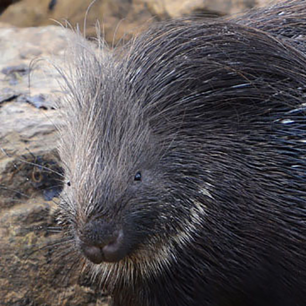 porc_epic Zoodyssée