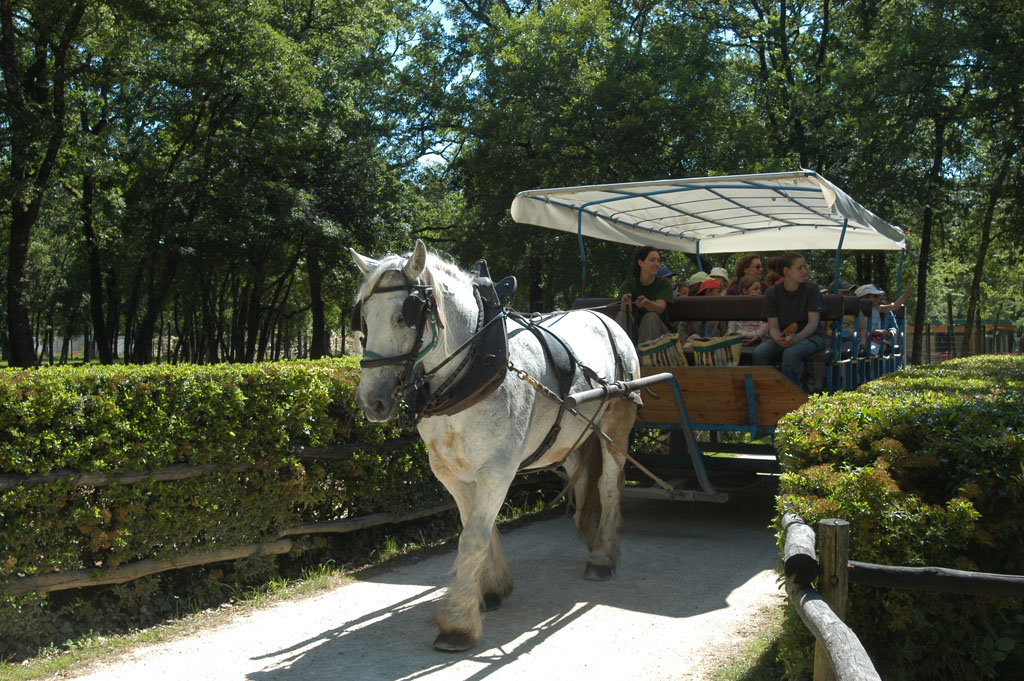 balade en calèche à Zoodyssée