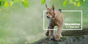le lynx, un animal star à Zoodyssée