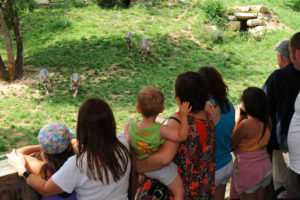 famille et loups à Zoodyssée