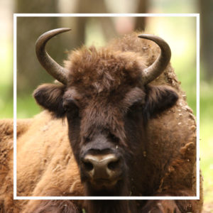 le bison, un animal star à zoodyssée