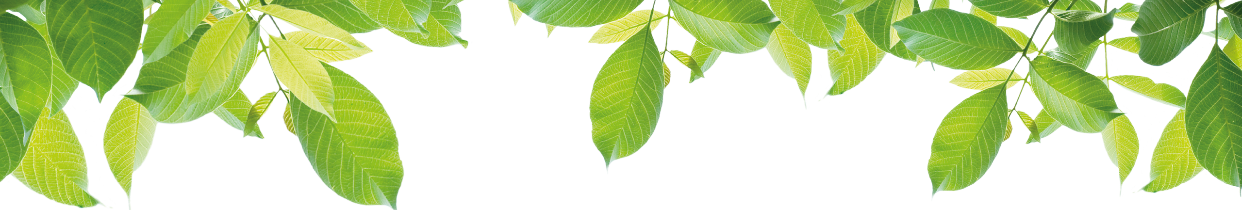 feuilles forêt de Chizé, parc animalier à Zoodyssée