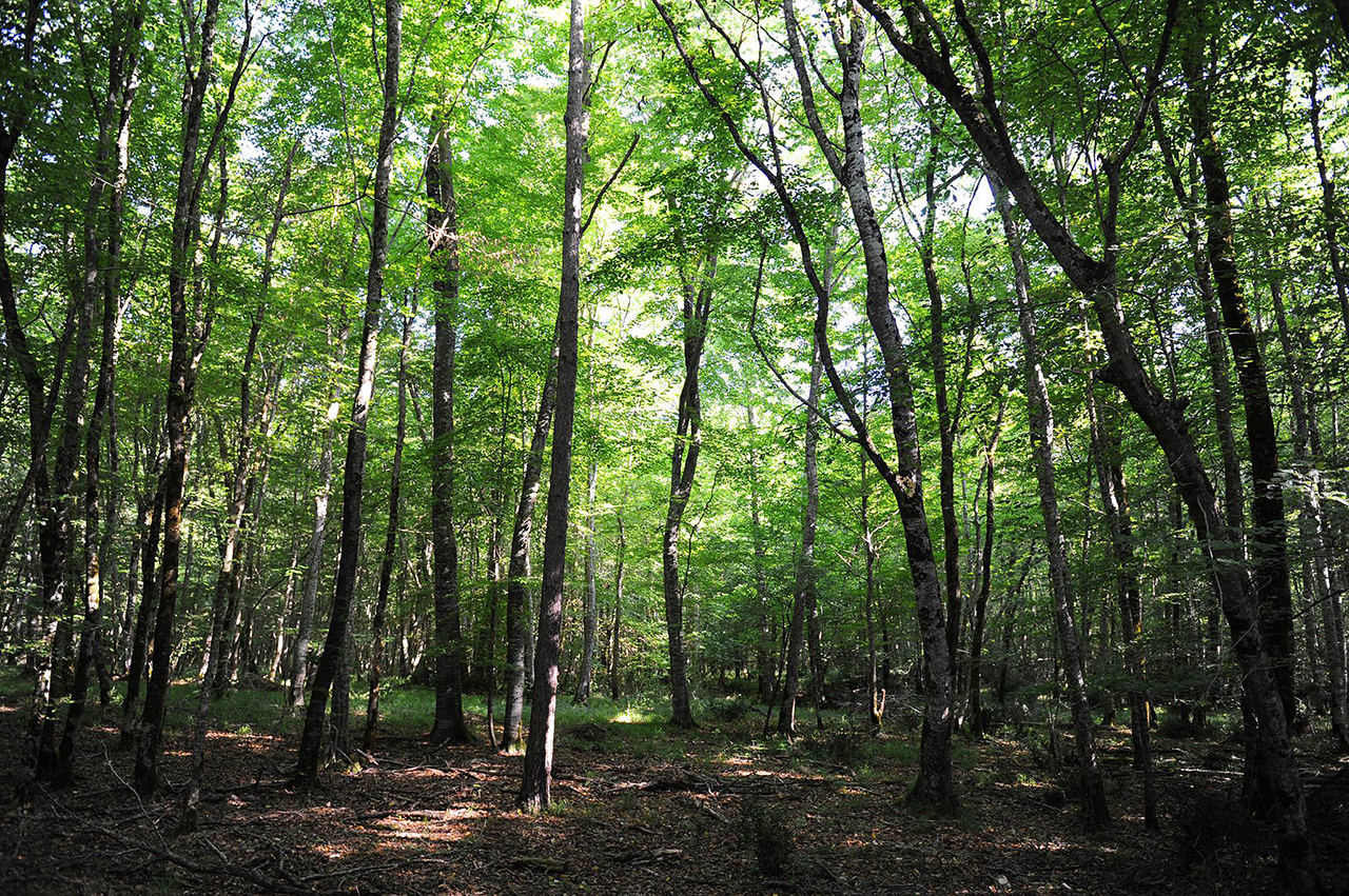 la forêt de Chizé