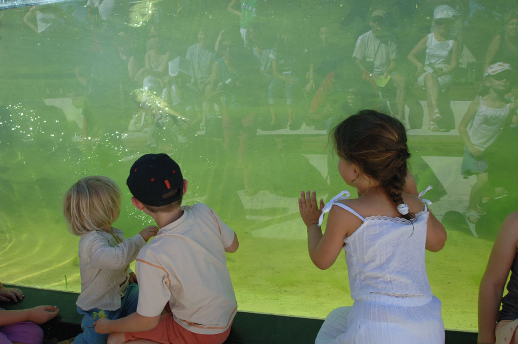 loutre 3220 enfants qui regardent le spectacle des loutres à Zoodyssée