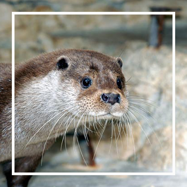 la loutre, un animal star à zoodyssée