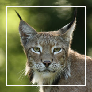 le lynx, un animal star à zoodyssée