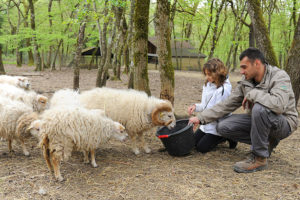 soigneur et mouton à zoodyssée