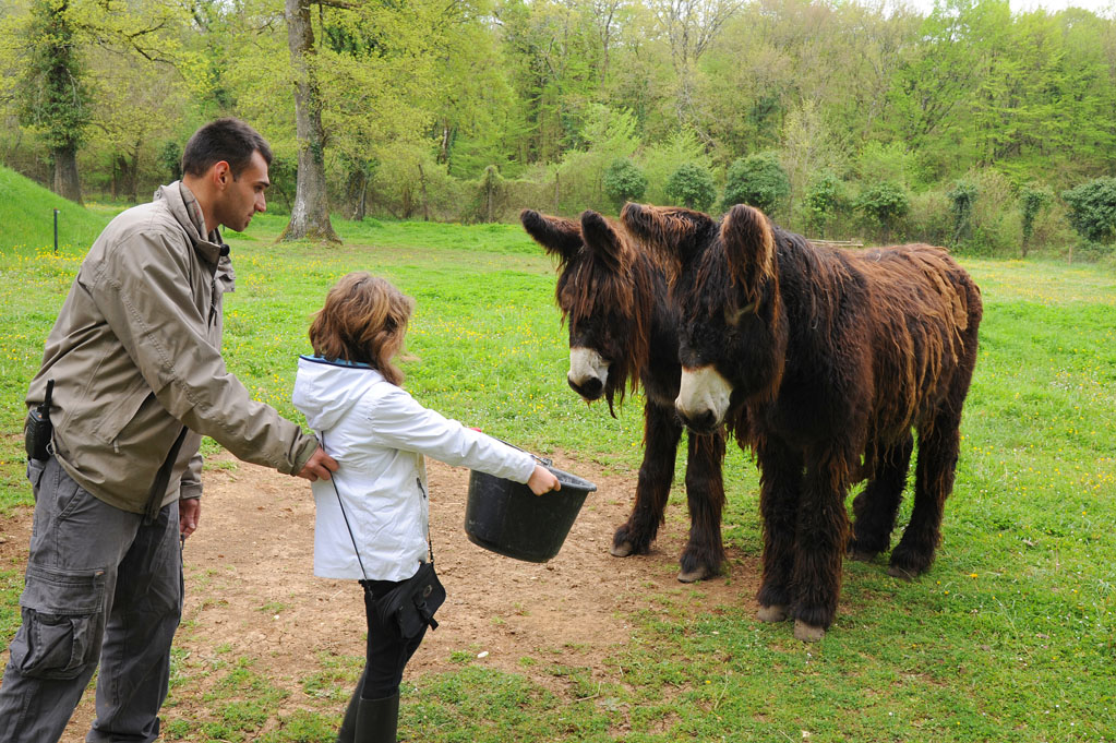 zoodyssee (pw)5250 enfant et baudet du poitou à zoodyssée