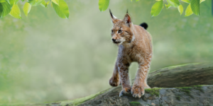 le lynx, un animal star au parc de Zoodyssée