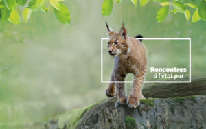 le lynx : un animal star de Zoodyssée