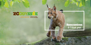 le lynx : un animal star à Zoodyssée