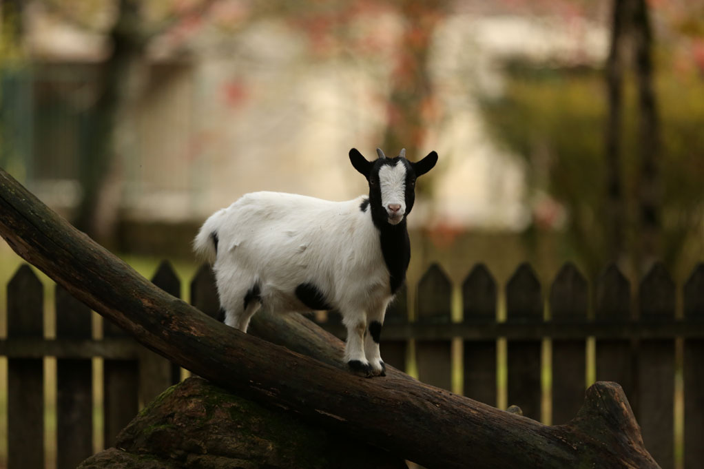 chèvre naine