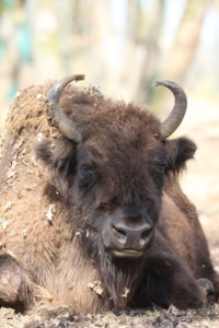 portrait de bison