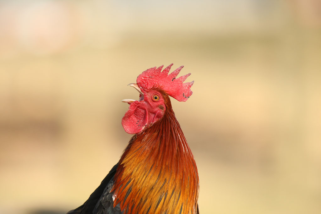 portrait de coq de marans