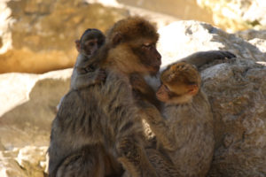 famille singe magot
