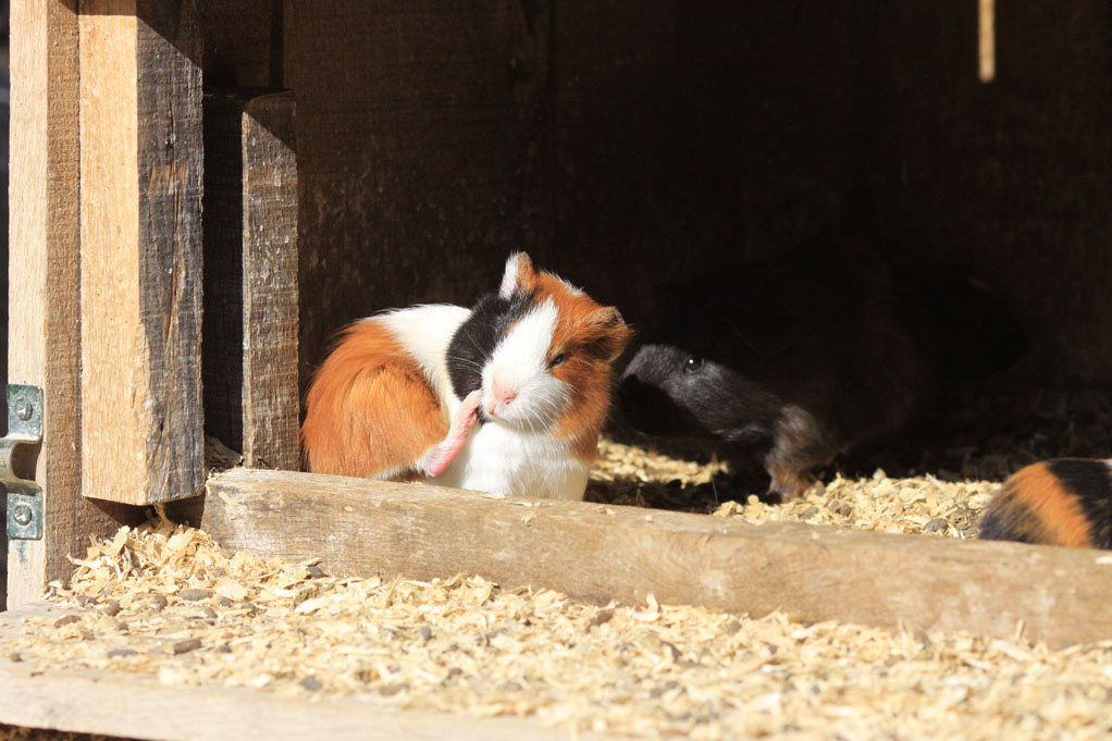 cochon d'inde