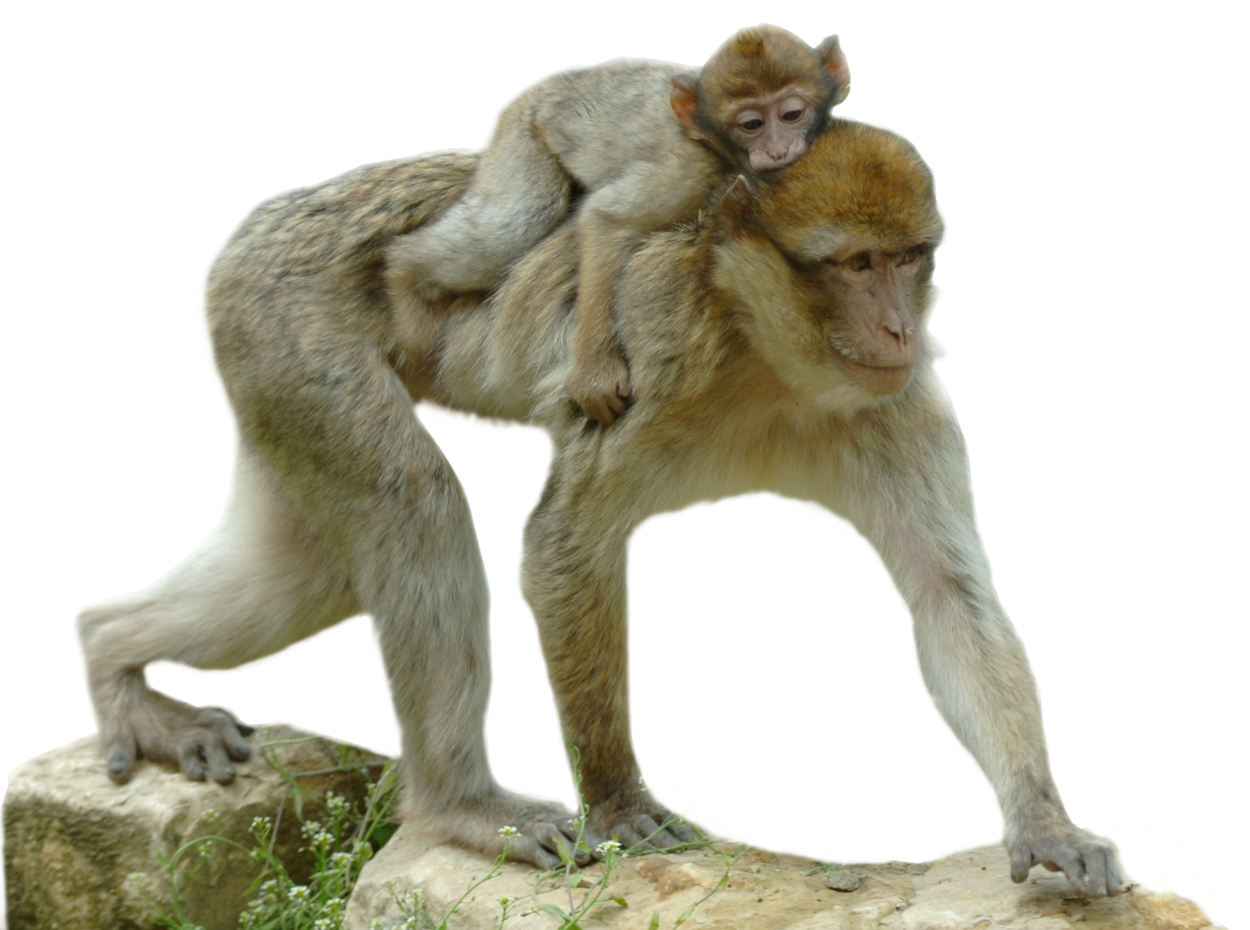 singe magot avec son petit