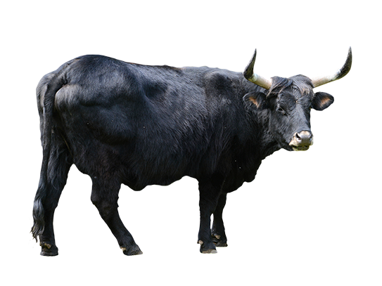 aurochs