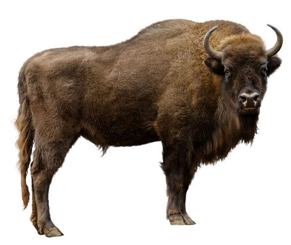 bison