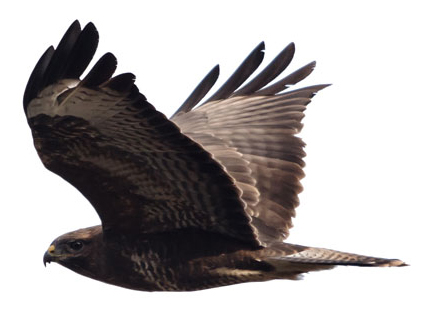 buse variable