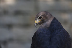buse variable