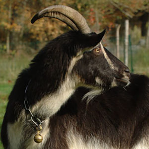 portrait de chèvre poitevine