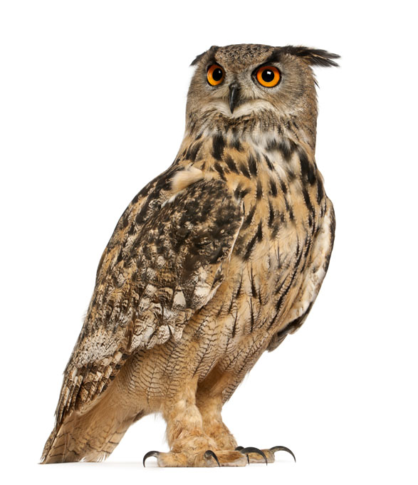 Hibou grand duc