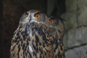 hibou Grand Duc