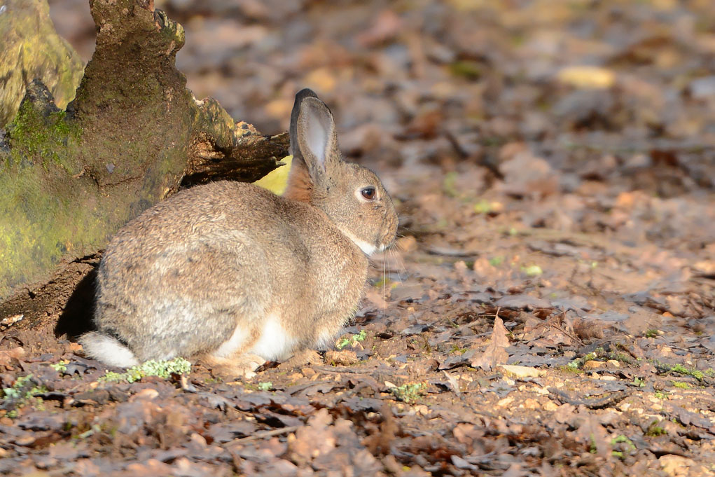 lapin domestique de la mini-ferme