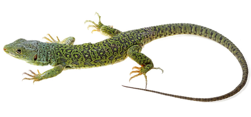 lézard ocellé