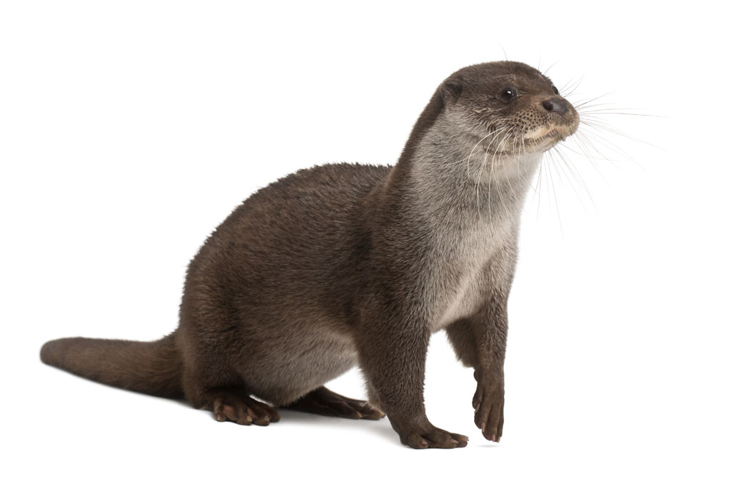 loutre