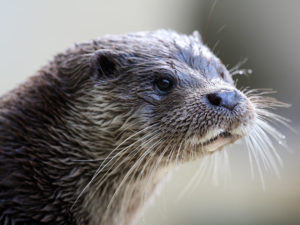 Loutre