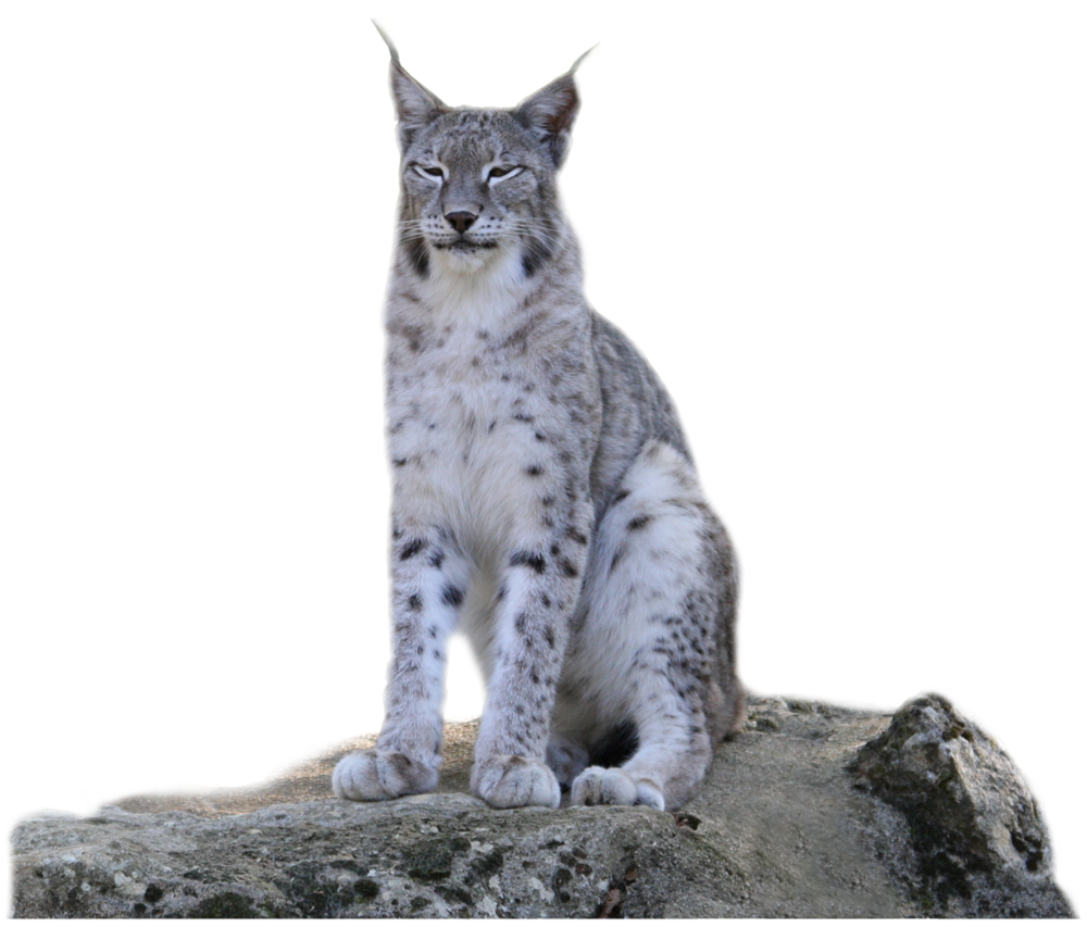 lynx détouré