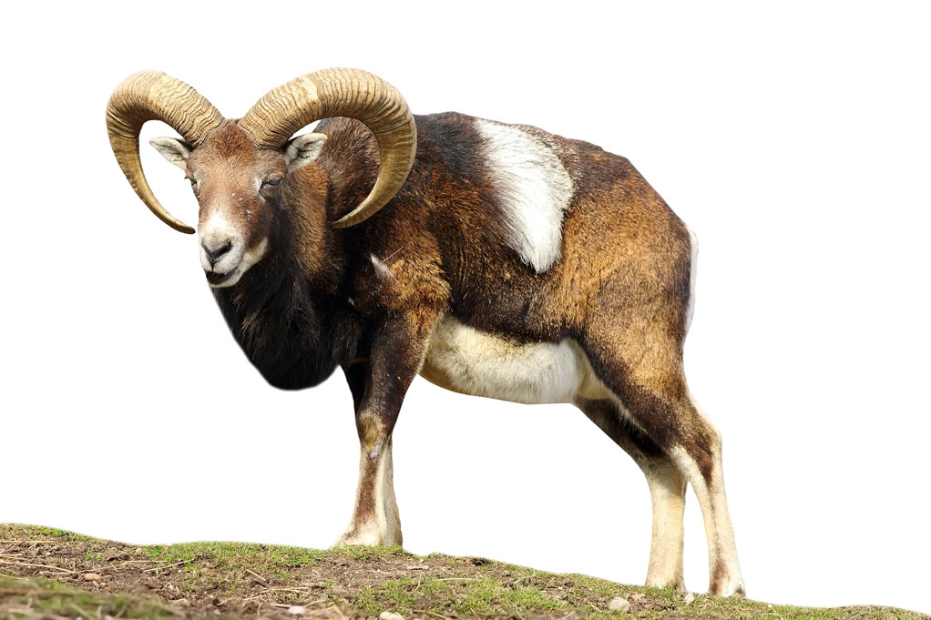 mouflon