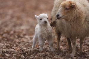mouton-ouessant-zoodyssee