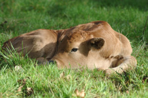 vache parthenaise couchée dans l'herbe