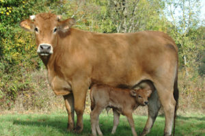 vache parthenaise et son veau