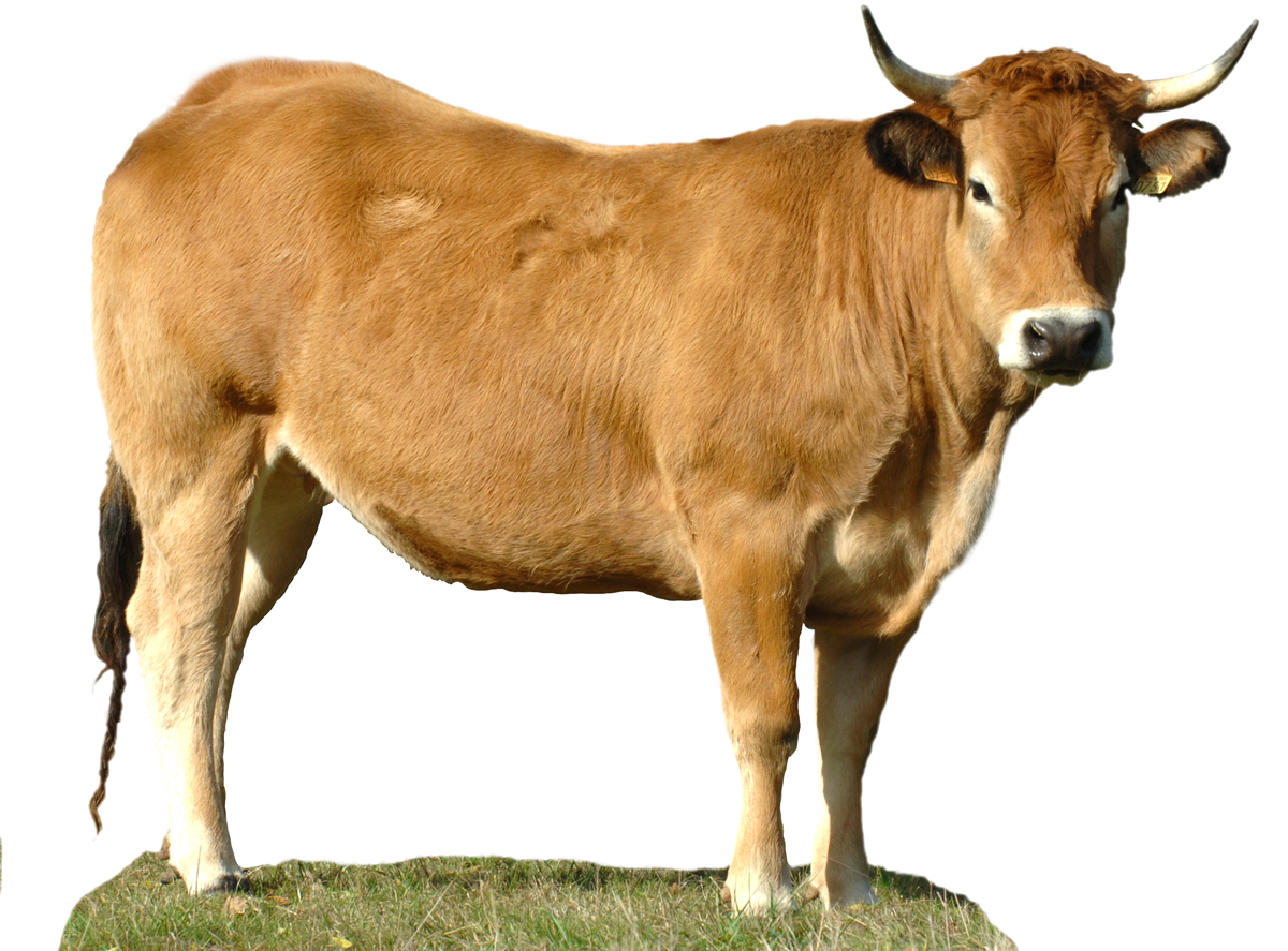 vache parthenaise