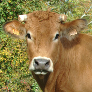 portrait de vache parthenaise