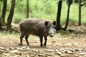 sanglier
