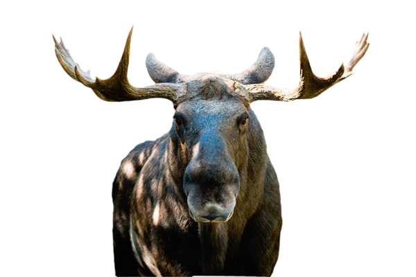 Elan D Europe Zoodyssee