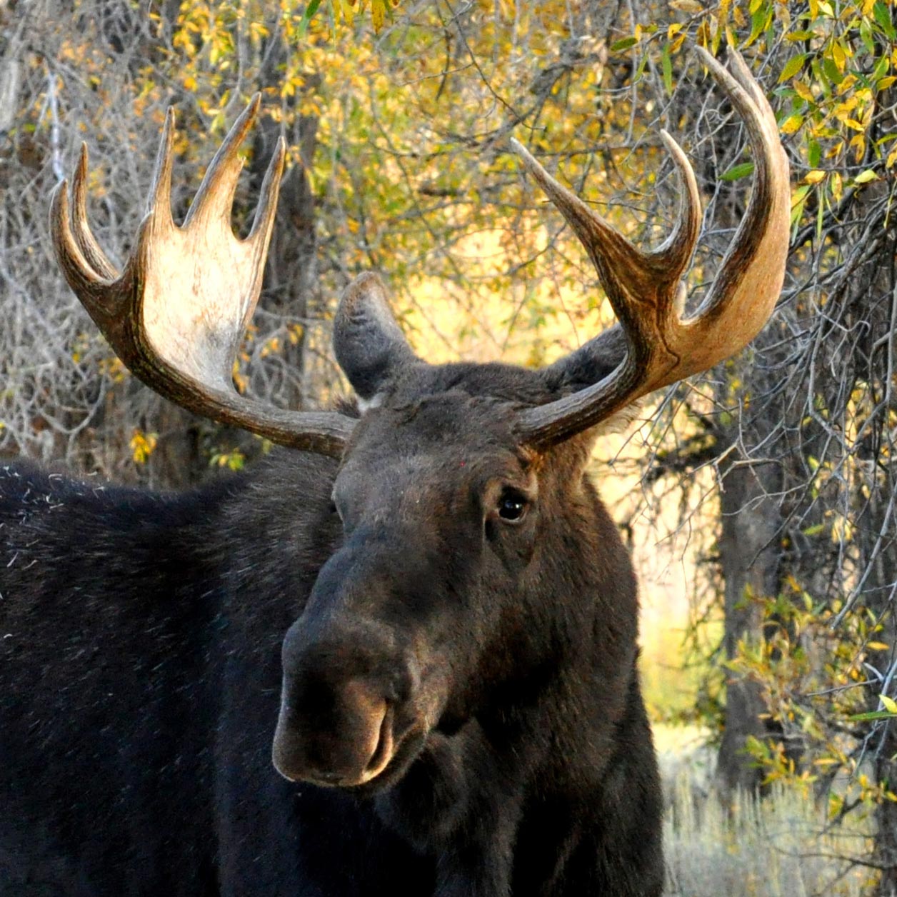 <a href=" http://www.zoodyssee.fr/decouvrir-le-parc/animaux/mammiferes/elan-europe/">Elan d'Europe</a>