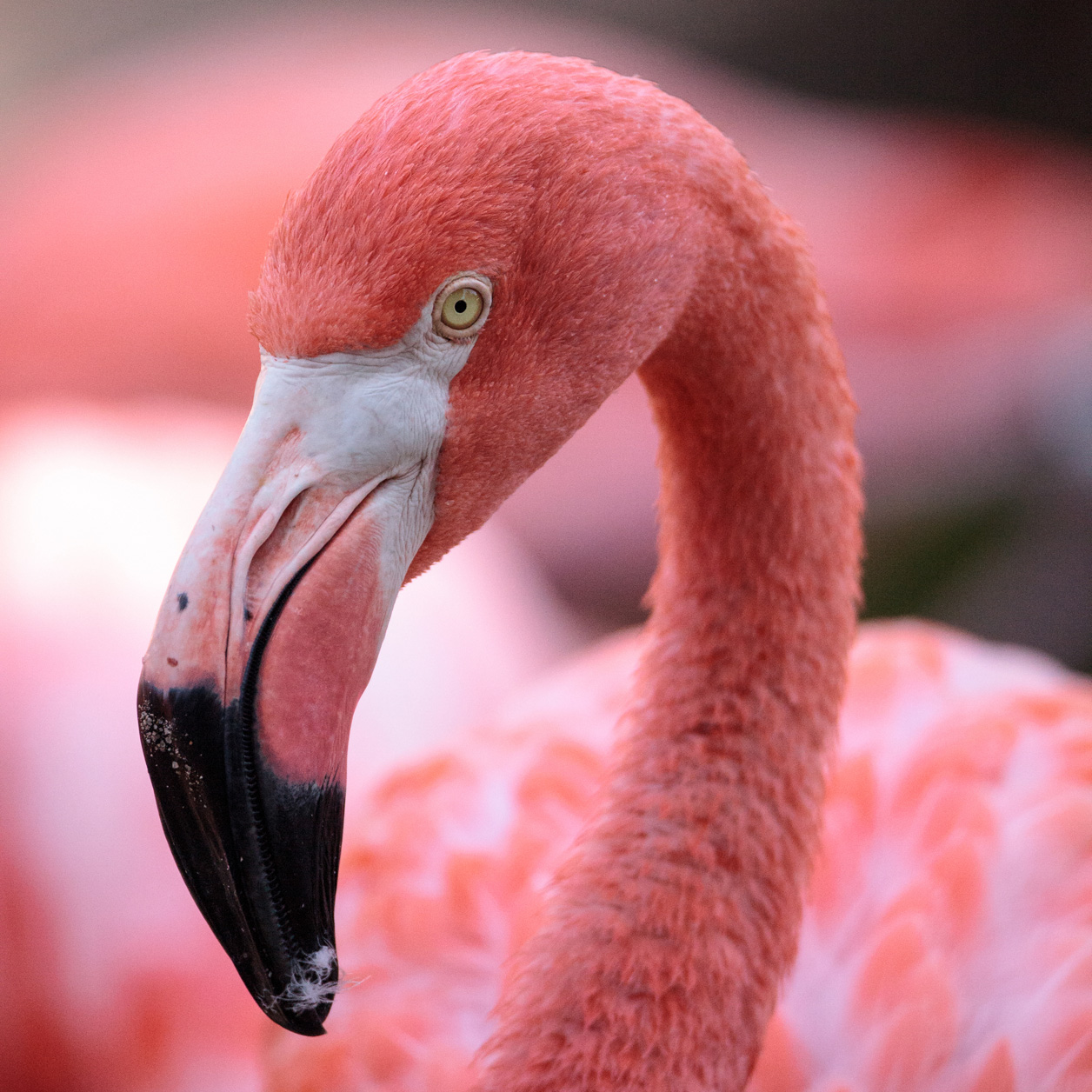 flamant rose