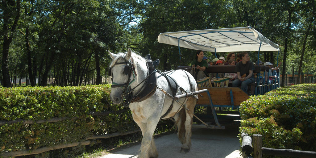 balade en calèche à Zoodyssée