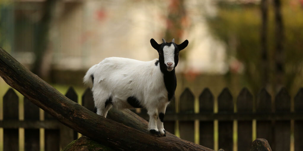 chèvre naine