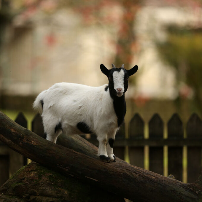 chèvre naine