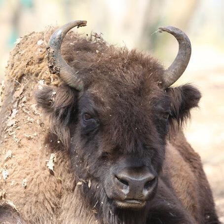 portrait de bison