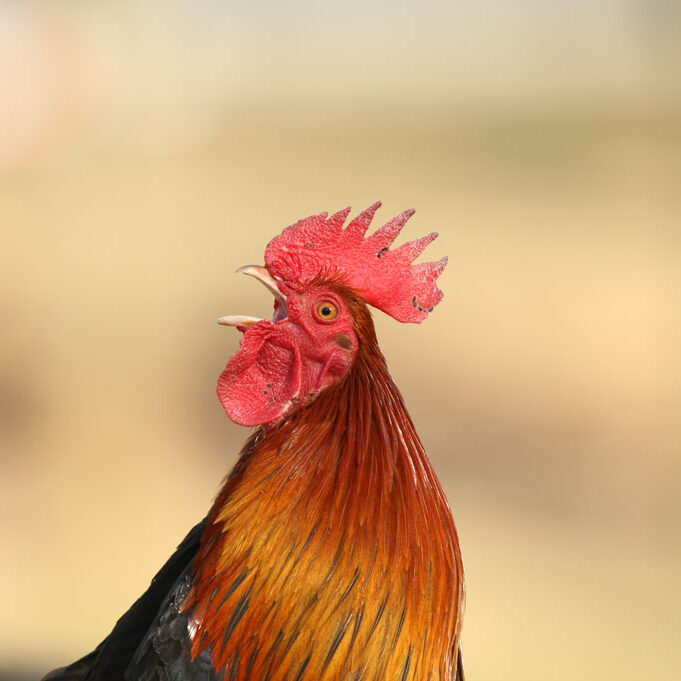 portrait de coq de marans