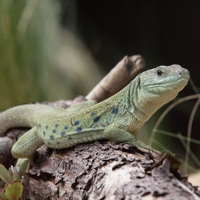 Lézard ocellé