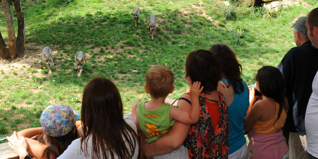 famille et loups à Zoodyssée